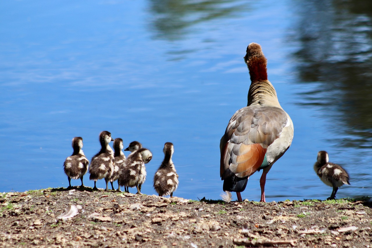 egyptian geese wild geese goslings 7265481