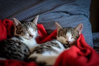 Black and White Tabby Cats Sleeping on Red Textile